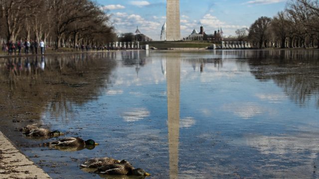Concerns Rise After Multiple Dead Ducks Found in Reflecting Pool