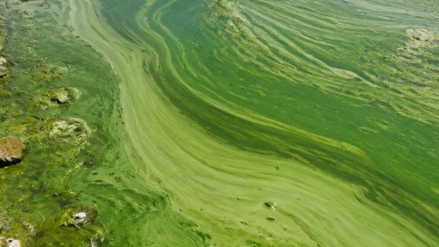 The Unseen Challenge of Algal Blooms: A Growing Environmental Crisis